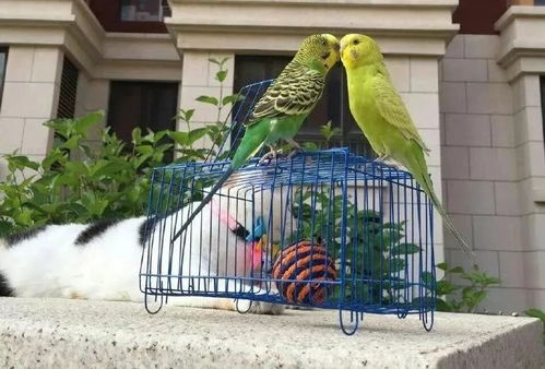 抖音爆紅 花布背鳥遛彎，萌趣寵物日常引發(fā)290萬點(diǎn)贊